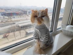 -宠爱国际动物医院· 猫科· 外科·中兽医(长白店)