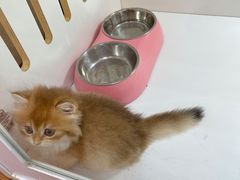 -青奢宠物·青奢猫舍