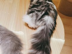 -猫腻·猫咖·撸猫馆(星光大道店)
