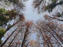 -青龙山国家森林公园