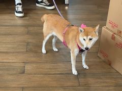 -爱侣·安琦尔宠物医院·中兽医针灸·心内科·狂犬免疫点(宝山区院)