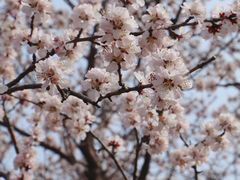 -桃花堤公园