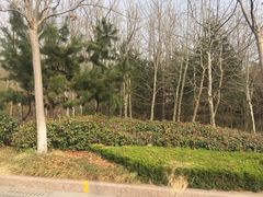 -日照海滨国家森林公园