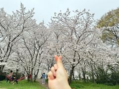 -顾村公园