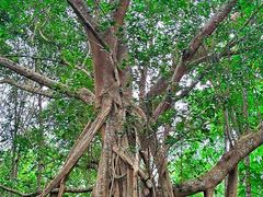 -中国科学院西双版纳热带植物园