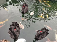-湖鲜楼