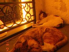 -Sirena海妖日咖夜酒