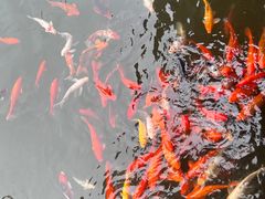 -天目湖涵田度假村