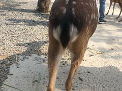 -鹿境梅花鹿生态园区