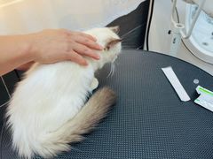 -babydoll猫舍·米努特·德文·缅因(久光中心店)