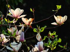 -广州珠江公园