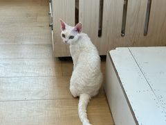 -Let's go狗咖·猫咖·奶狗·桌游(春熙路IFS店)