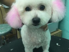 -宠伴小精灵宠物店(鼓楼店)