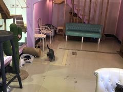 -70cat德文卷毛猫·缅因猫纯种猫舍