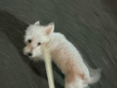 -老袁羊板筋(农光路店)