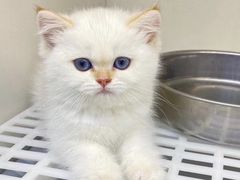 -lincat·猫舍(广州店)