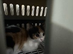 -爱侣宠医·鹦鹉专科·小型哺乳类·异宠专科(灵石路店)