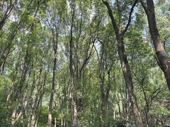 -铁山坪森林公园