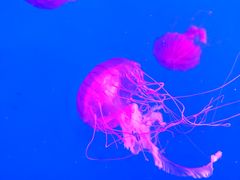 -合肥海洋世界