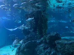 -暹罗海洋世界