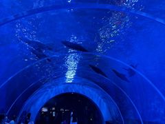 -海合安青岛极地海洋公园