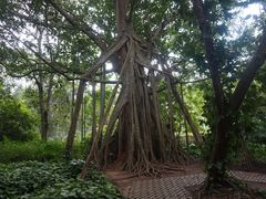 -中国科学院西双版纳热带植物园