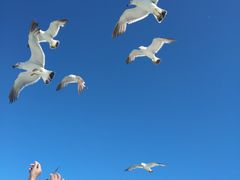 -海驴岛(荣成市)