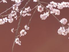 -桃花堤公园