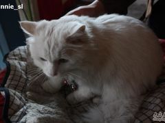 -Babycat私家御饼屋(龙头路一店)