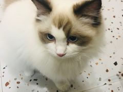 -滚猫咖啡·猫咖·猫友好撸猫(未来城店)