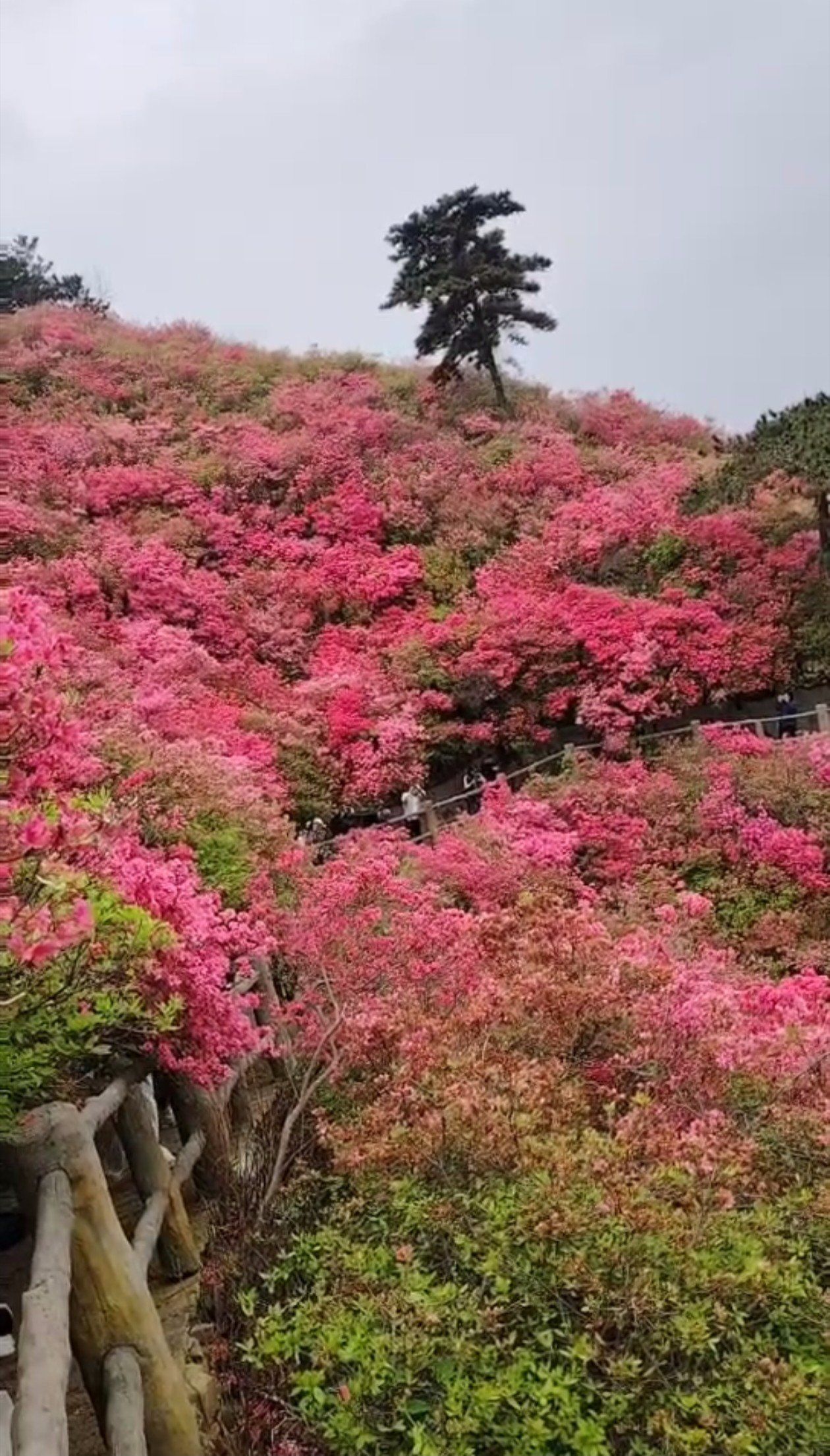 云雾山漫山遍野杜鹃花