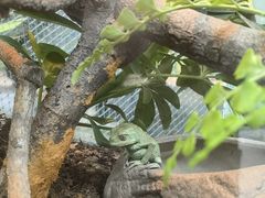-上海大自然野生昆虫馆(东方明珠·爬宠昆虫探索中心)