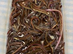 鲜活血鳝-盒马鲜生(岭南新世界店)