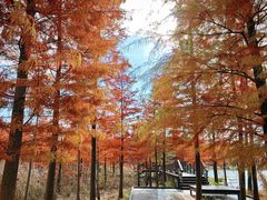 -昆山城市生态森林公园