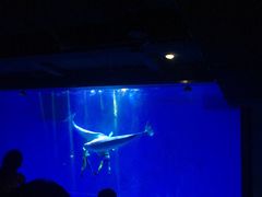 -芜湖新华联大白鲸海洋公园