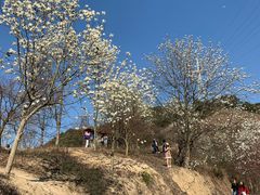 -新建村梅花