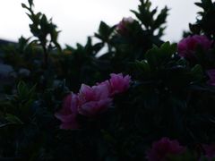 -瑞丰园庭院餐厅·白族传统家常菜