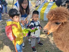 -前小桔亲子创意农场·草莓采摘·露营烧烤