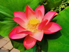 -莲花池公园