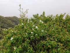 -少华山国家森林公园
