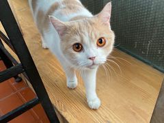 -猫小院猫主题咖啡厅(北锣店)