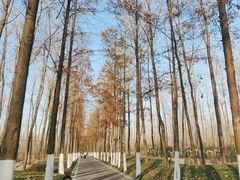 -合肥滨湖国家森林公园