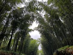 -蜀南竹海景区