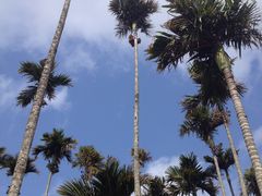 -海南槟榔谷黎苗文化旅游区