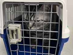 -纳吉亚猫专科动物诊疗中心(蒋宅口分院)