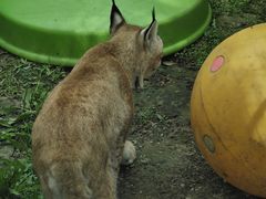-青藏高原野生动物园