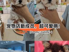 -翊宠yipet猫狗购宠庄园犬舍•猫舍