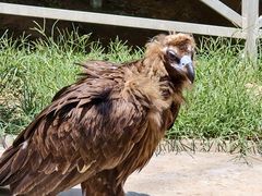 -西霞口神雕山野生动物世界