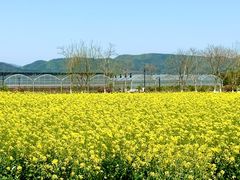 -径山花海