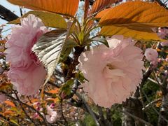 -月湖风景区